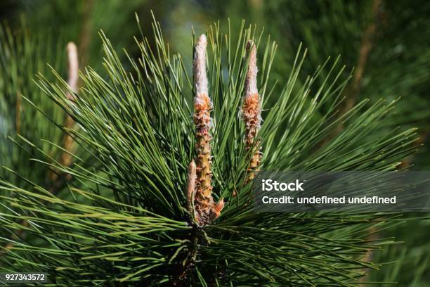 Pine Needles And Shoots Stock Photo - Download Image Now - Bud, Coniferous Tree, Forest