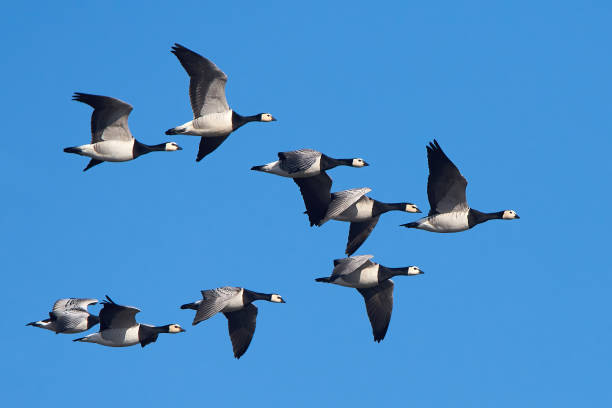 Barnacle geese (Branta leucopsis) Barnacle geese in flight with blue skies in the background goose bird stock pictures, royalty-free photos & images