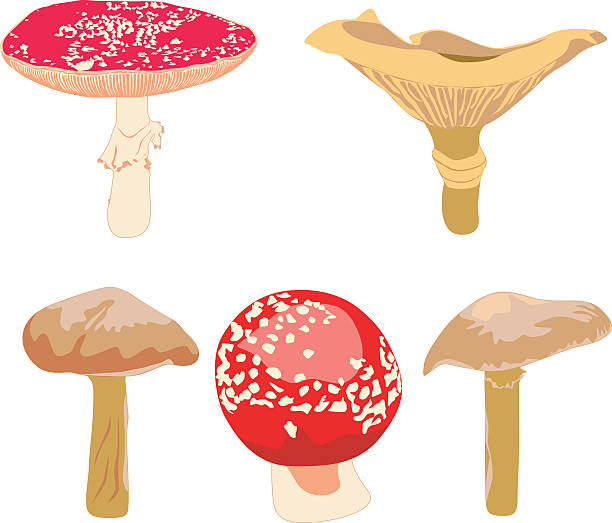 Vector real mushrooms Vector real colorful mushrooms: honey agaric, amanita muscaria. Zip file contains: .ai, .eps, .svg, .jpg hedgehog mushroom stock illustrations