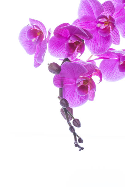 istock beautiful Phalaenopsis orchid flowers 927346368