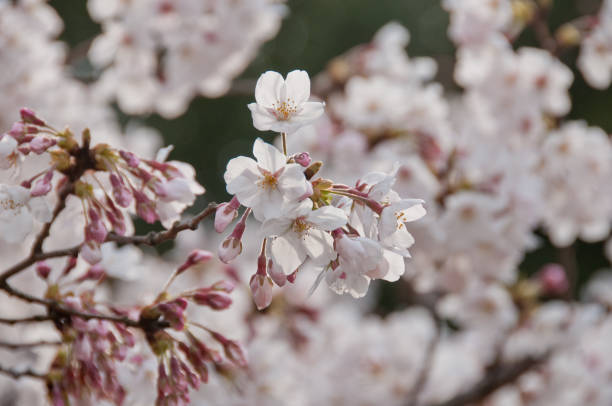 istock Beautiful full bloom white cherry blossom sakura flowers 927346474