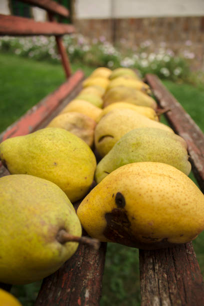 istock Fresh mature organic green and yellow pears 927347162