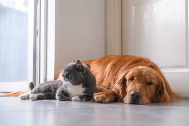 istock Golden Retriever and Cat 927347768