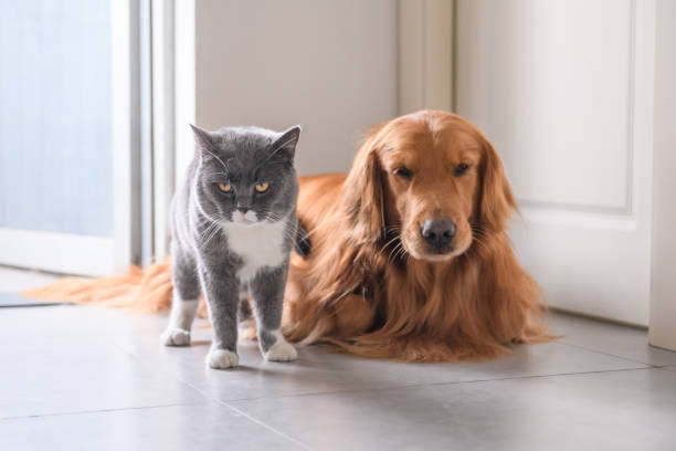 istock Golden Retriever and Cat 927347792