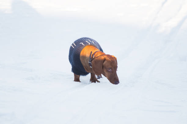istock Dachshund Walking in Snow 927347974