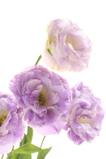 istock Close up of puruple flower 927350374