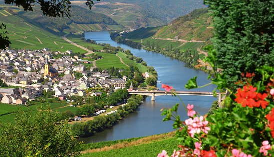 Mosel River and Valley with village in vineyard