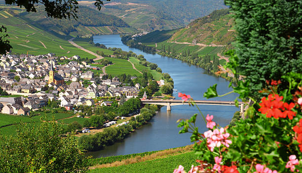 Mosel River and Valley with village in vineyard stock photo