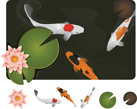Beautiful Koi Fish, lily and lily pads in a calm pond. This file is separated in easy to edit layers.