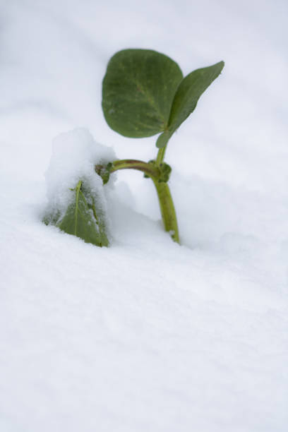 istock snowcapped survival vegetable patch starring out the snow in springtime bad cold weather conditions, southern france 927358966