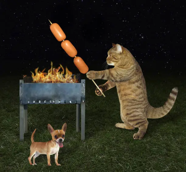 Photo of Cook cat near his dog