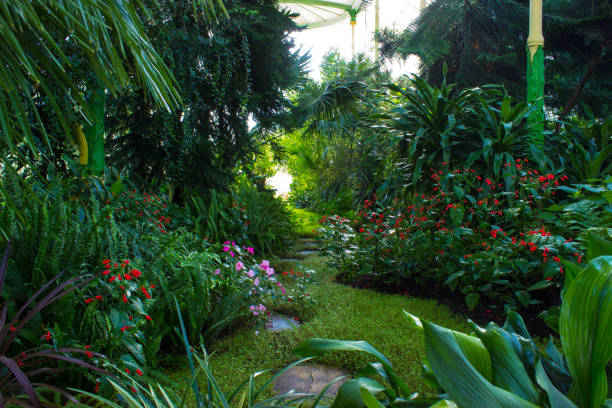 istock The path across the greenhouse 927362556