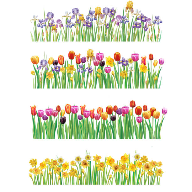 Set di bordi con fiori primaverili multicolore - illustrazione arte vettoriale