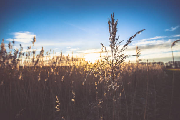 istock Single flowering reed grass plume, selective focus with sunny background 927367208