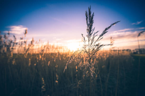 istock Single flowering reed grass plume, selective focus with sunny background 927367234