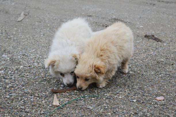 istock two little puppies of different colors 927367260