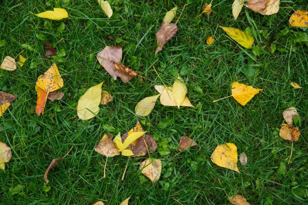 istock Fallen yellow leaves on green grass in autumn 927367282