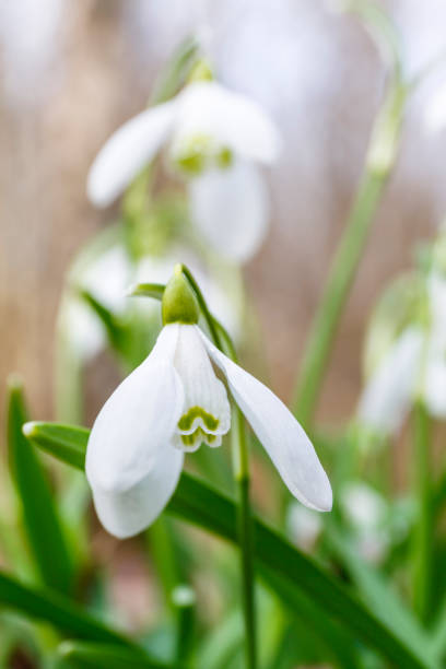 istock Close up of flowering snowdrops in spring 927367946