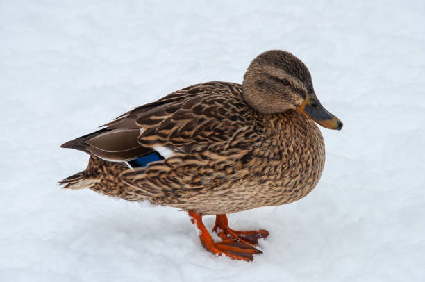istock Mallard duck in the snow 927367982