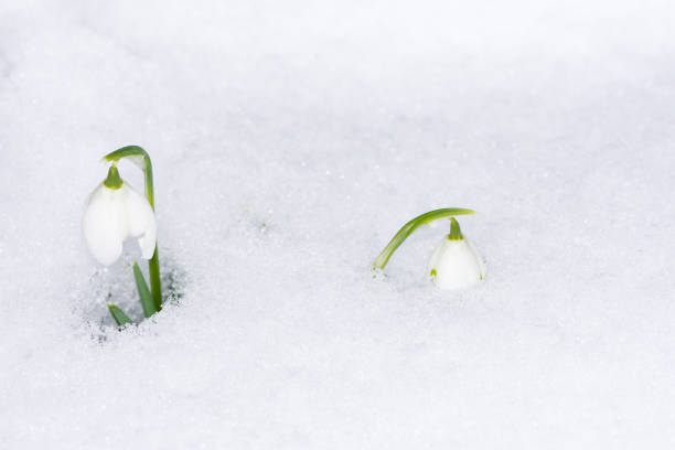 istock Snowdrop flowers in the snow 927368060