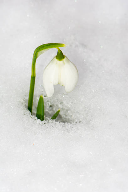 istock Snowdrop flowers in the snow 927368148