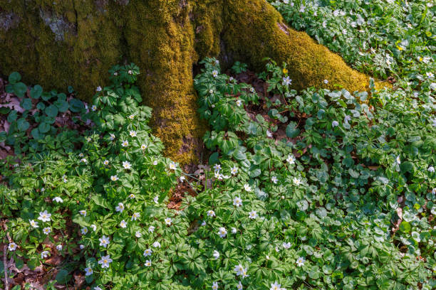 春の木の根で木材アネモネの花 - sweden wildflower wood anemone flower ストックフォトと画像