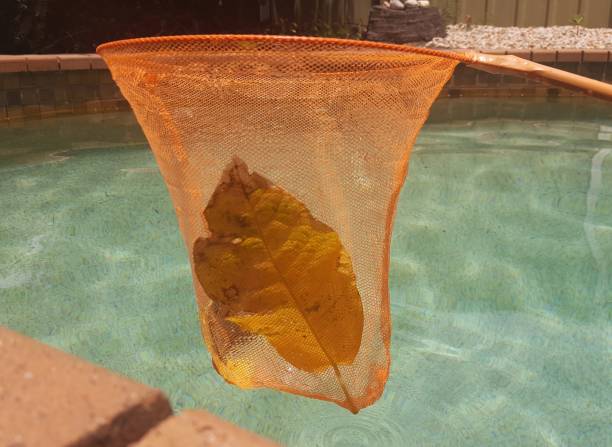 istock Skimming debris from swimming pool. 927374818