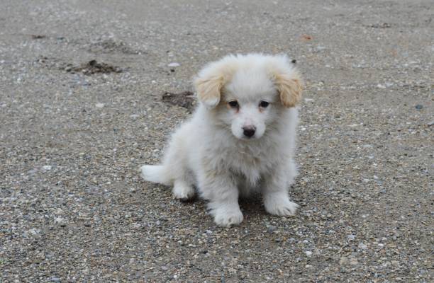 istock one little puppy 927375194