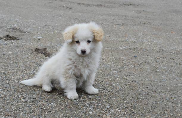istock one little puppy 927375234