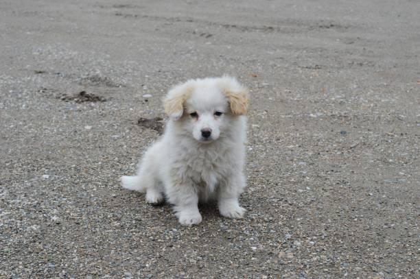 istock one little puppy 927375250