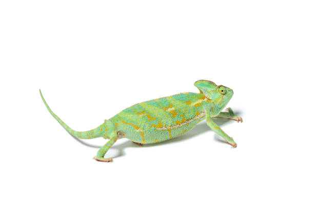 istock close-up view of exotic chameleon isolated on white 927375424