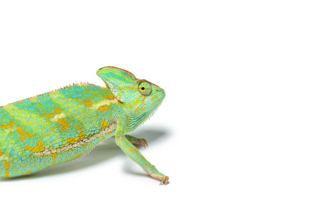 istock close-up view of cute tropical chameleon isolated on white 927375734