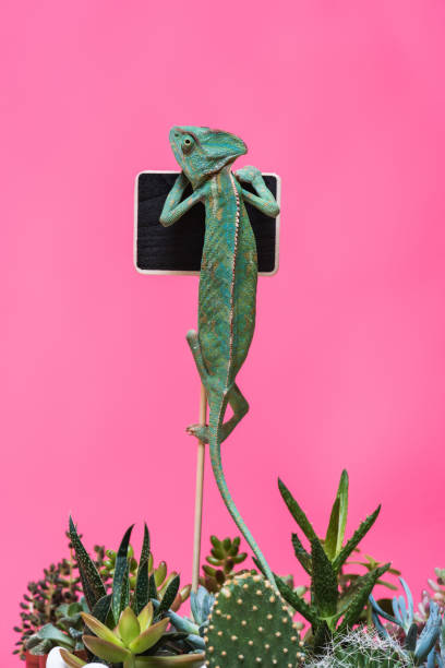 istock funny chameleon crawling on blank board isolated on pink 927375800