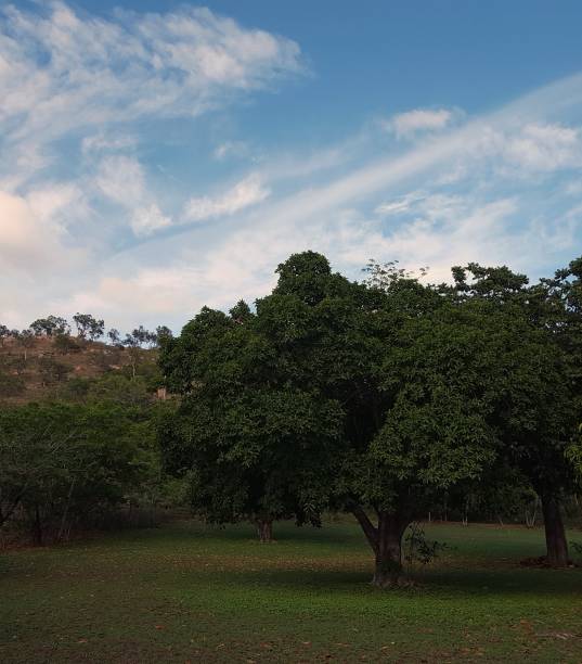 istock Landscape of mango trees in rural park. 927375824