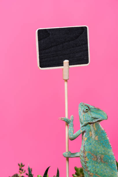 istock cute colorful chameleon near blank board isolated on pink 927375902