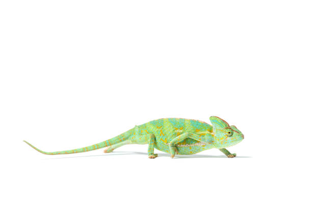 istock side view of colorful tropical chameleon crawling isolated on white 927377870