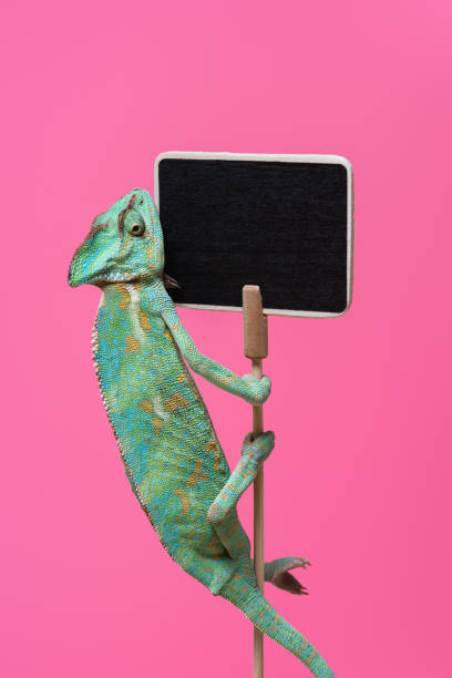 istock cute colorful chameleon crawling on blank board isolated on pink 927378154