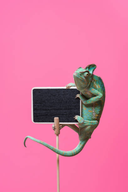 istock beautiful tropical chameleon crawling on blank board isolated on pink 927378266