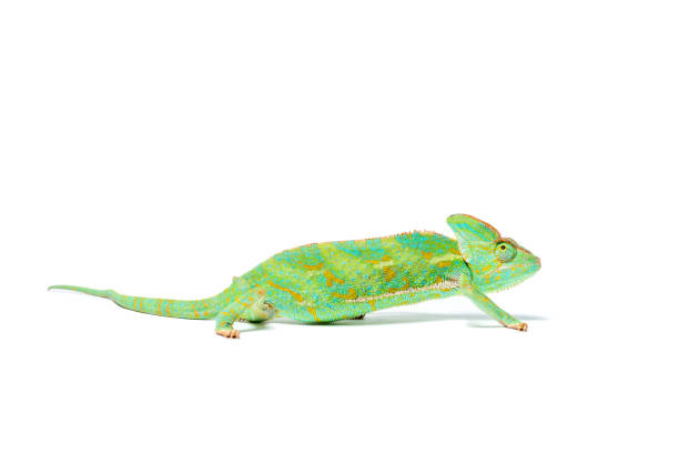 istock side view of beautiful colorful tropical chameleon isolated on white 927378330