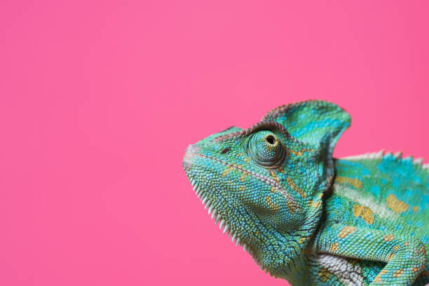 vista cercana de lindo colorido camaleón exótica aislado en rosa - iguana fotografías e imágenes de stock