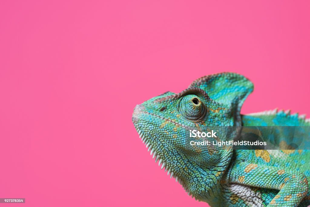close-up view of cute colorful exotic chameleon isolated on pink Chameleon Stock Photo