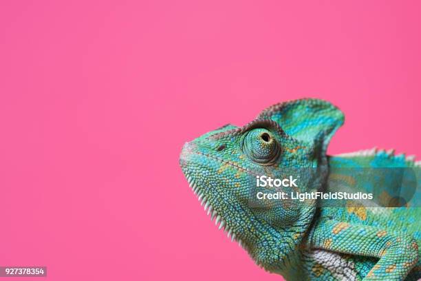 Closeup View Of Cute Colorful Exotic Chameleon Isolated On Pink Stock Photo - Download Image Now