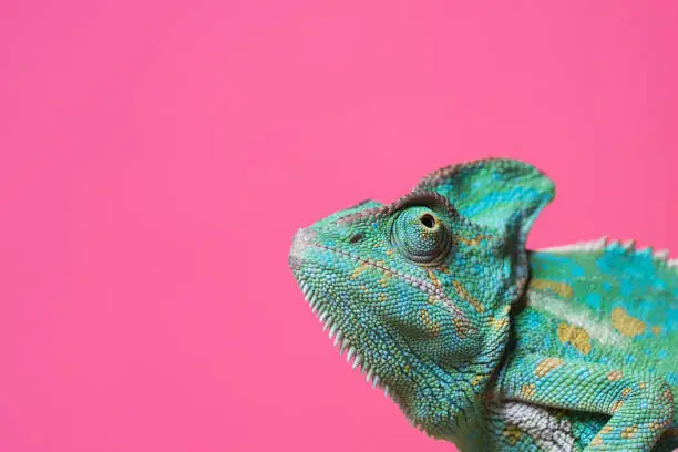 Photo of close-up view of cute colorful exotic chameleon isolated on pink