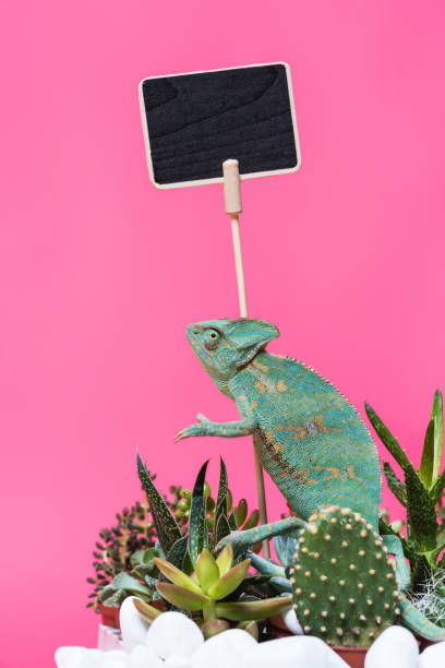 istock beautiful exotic chameleon near blank board isolated on pink 927378478