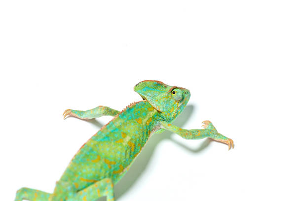 istock beautiful colorful tropical chameleon crawling isolated on white 927378868