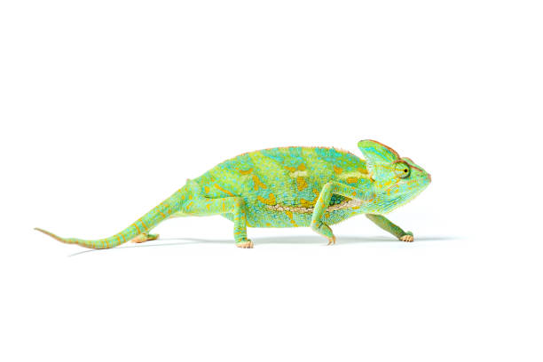 close-up view of colorful tropical chameleon isolated on white close-up view of colorful tropical chameleon isolated on white amphibian photos stock pictures, royalty-free photos & images