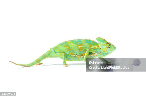 Closeup View Of Colorful Tropical Chameleon Isolated On White Stock Photo - Download Image Now