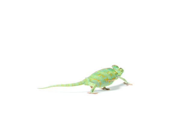 istock close-up view of colorful tropical chameleon crawling isolated on white 927379366