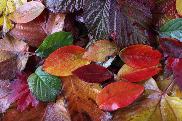 istock Autumn leaves background 927379858