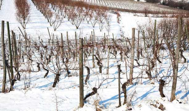 istock Snow in North Italy 927380248